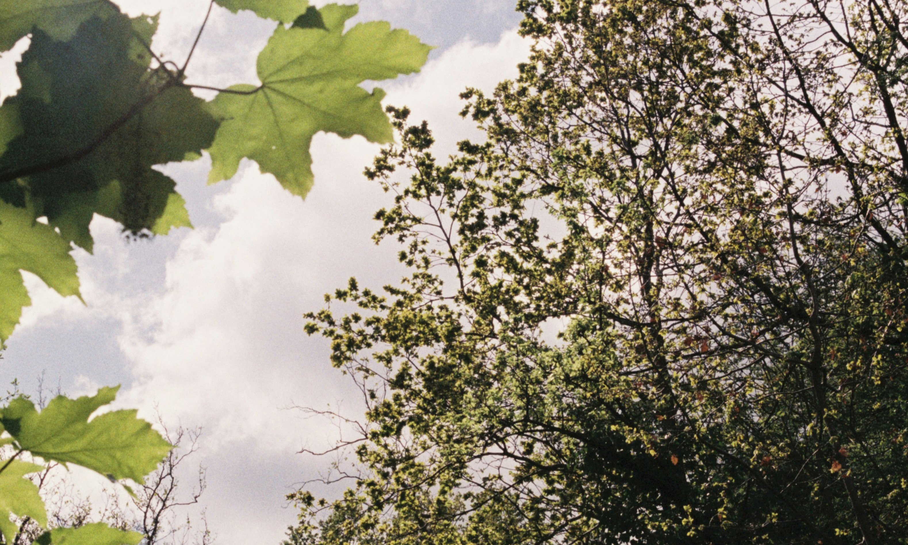 Dan McConkey Quartet